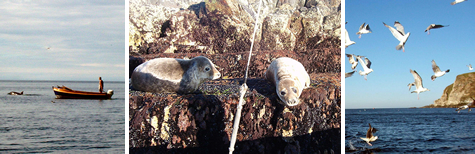 Moray firth Bay, dolphins, seals, Gulls